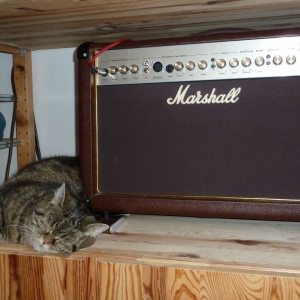 Katze mit Marshall