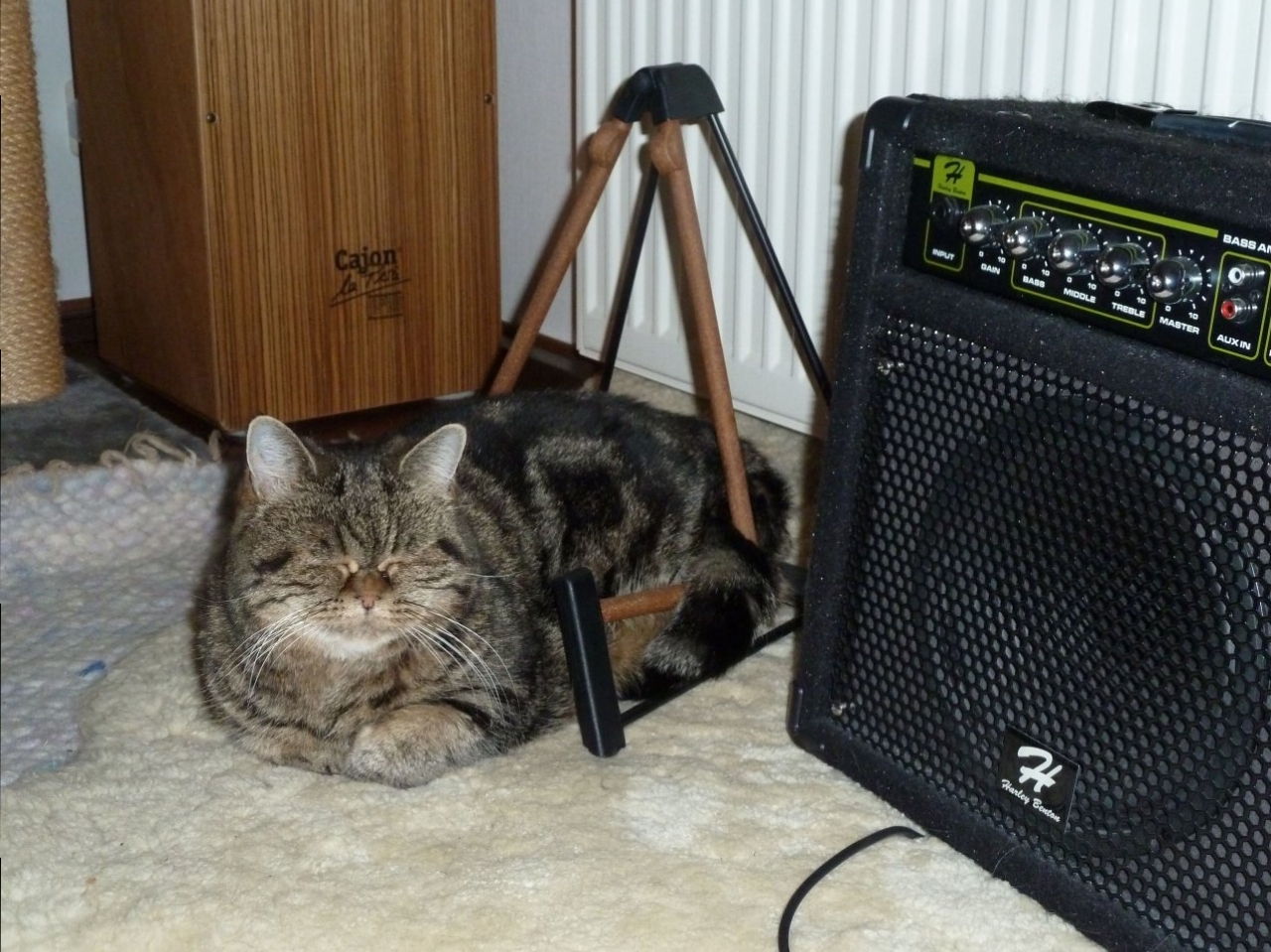 Katze im Gitarrenständer