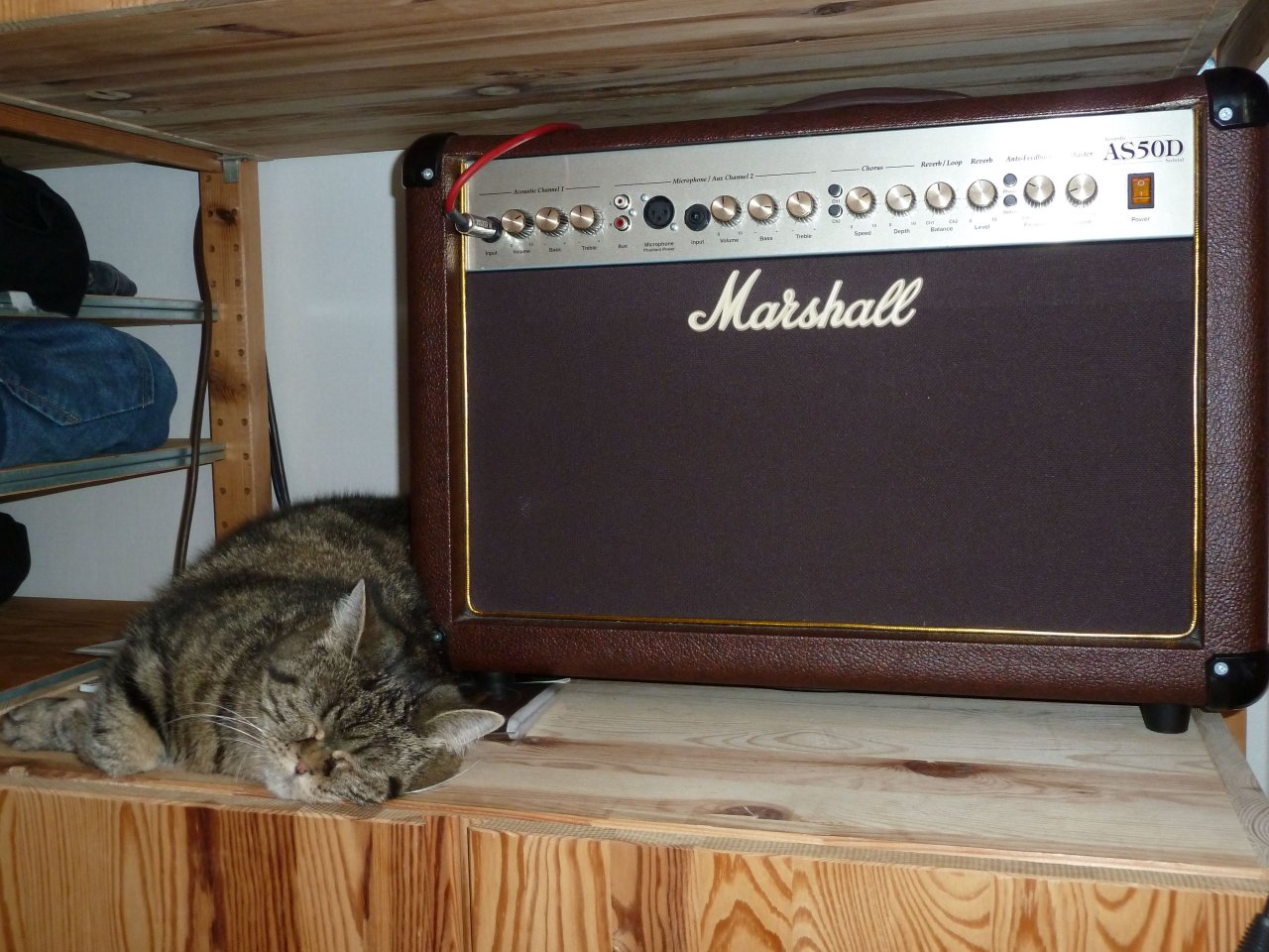Katze mit Marshall