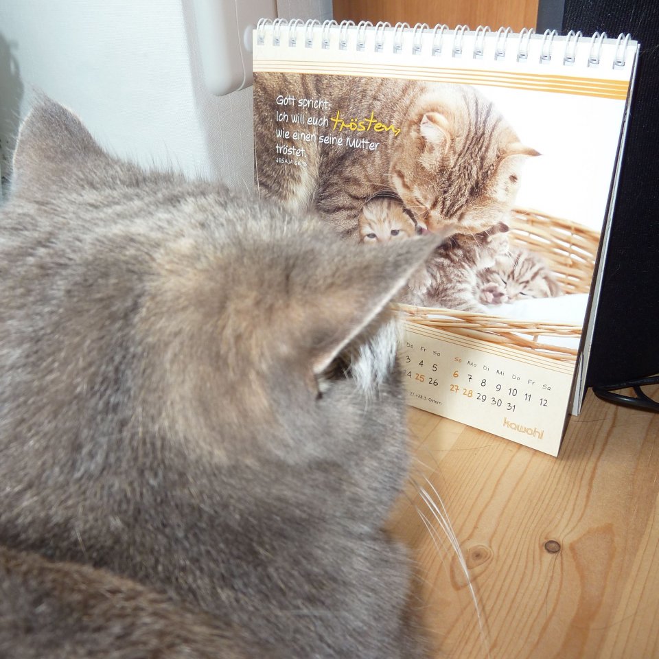 Katze studiert Kalenderblatt