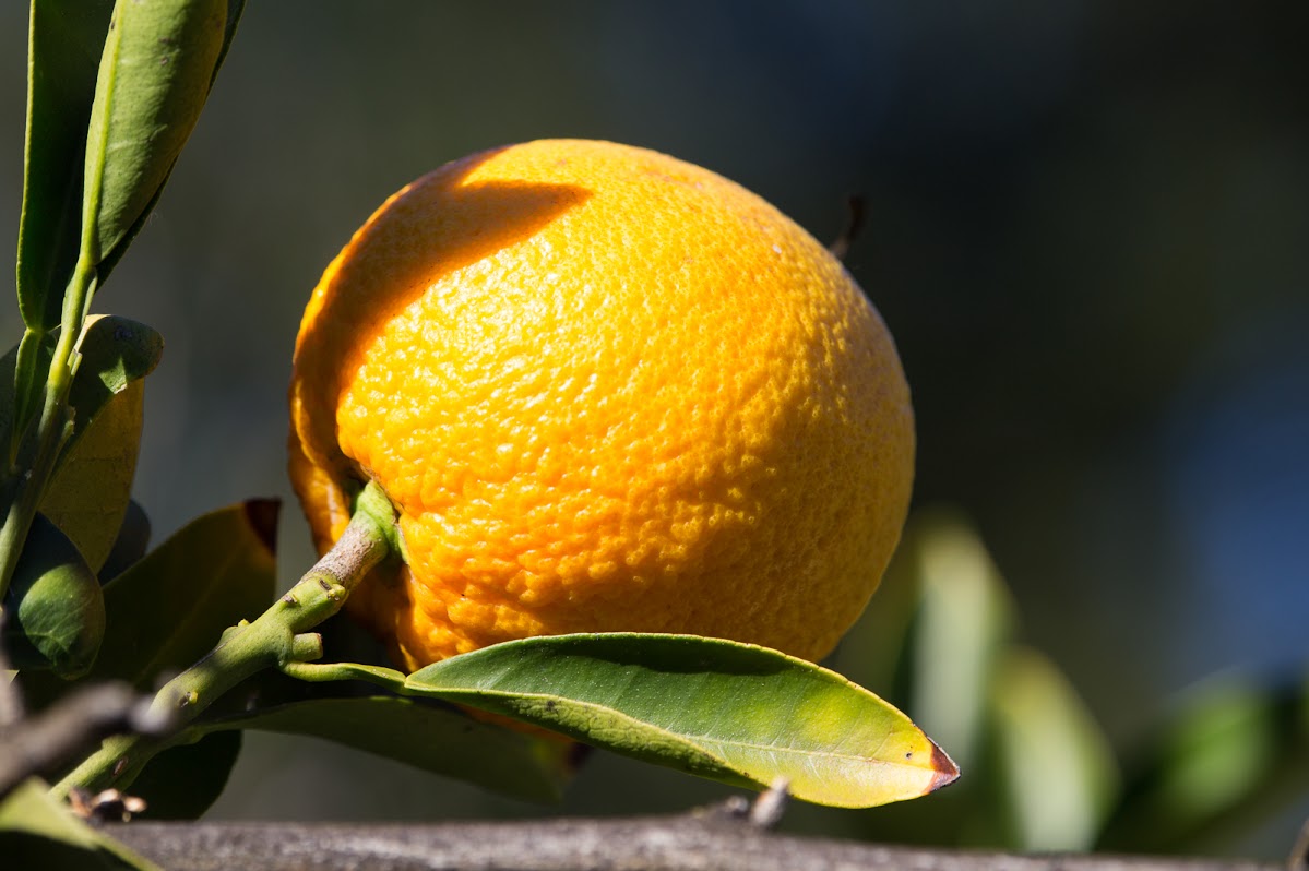 tangerine-2.jpg