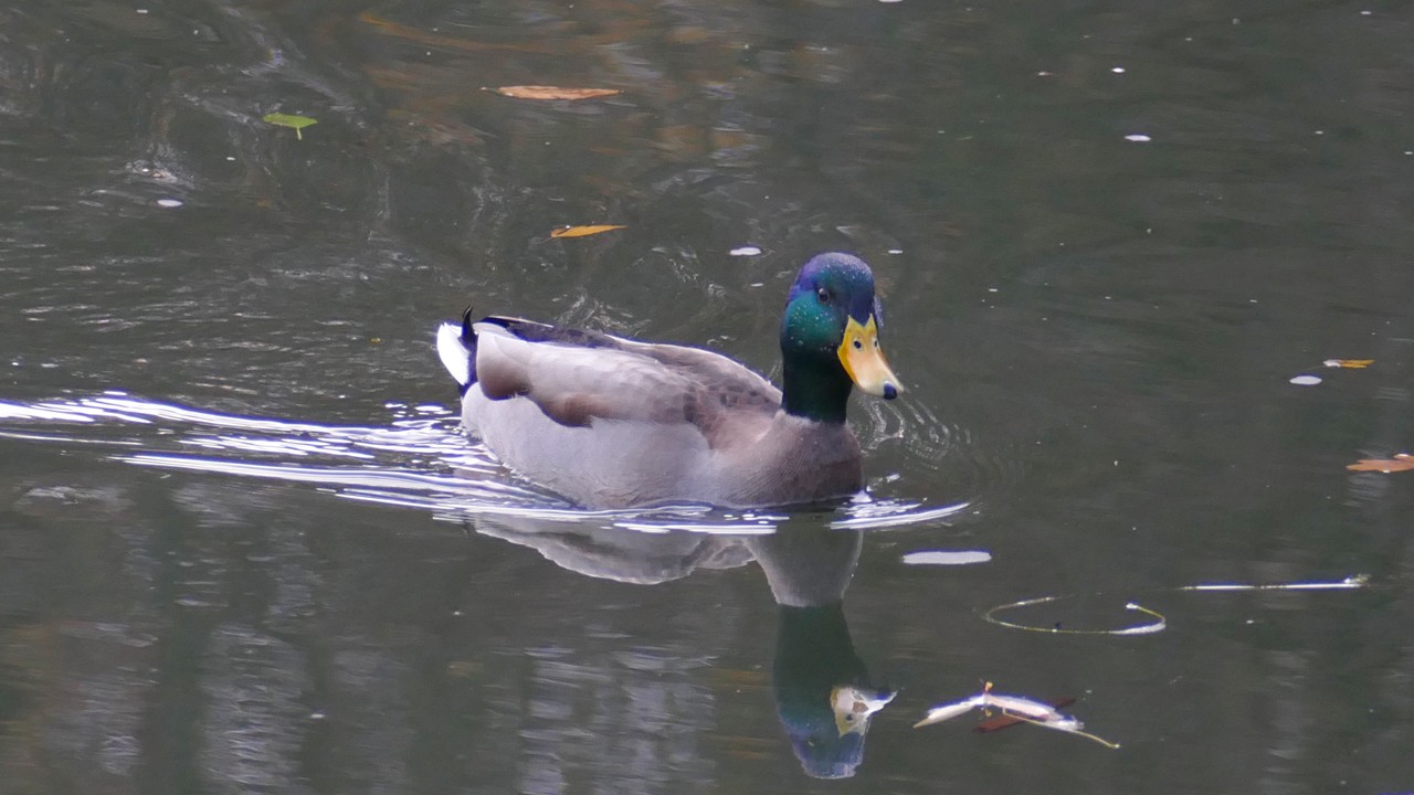03_201123_3808_1280x720.jpg