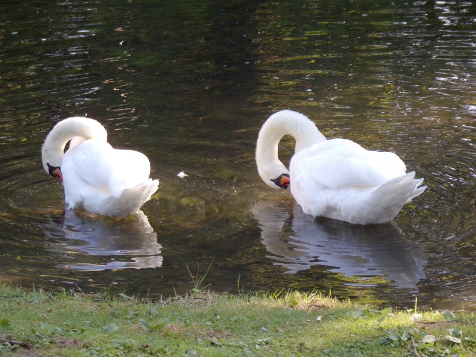 200921_1005_960x720.jpg