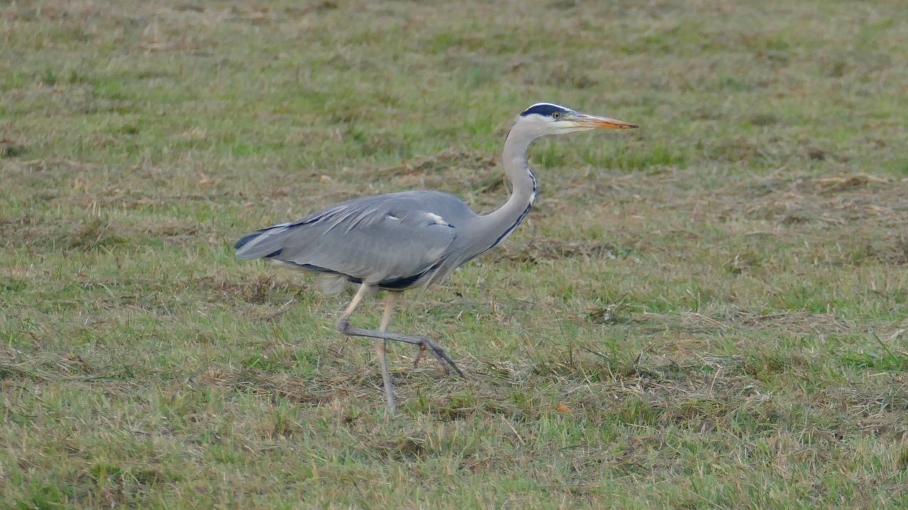 201123_4048_1280x720.jpg