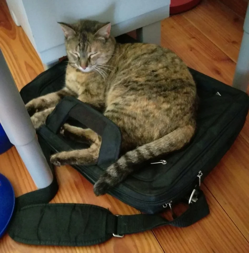 2015-06-07 11.34.56.webp