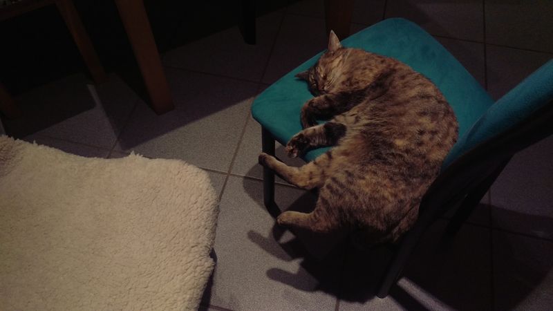 2015-10-25 22.26.01.katzi.jpg