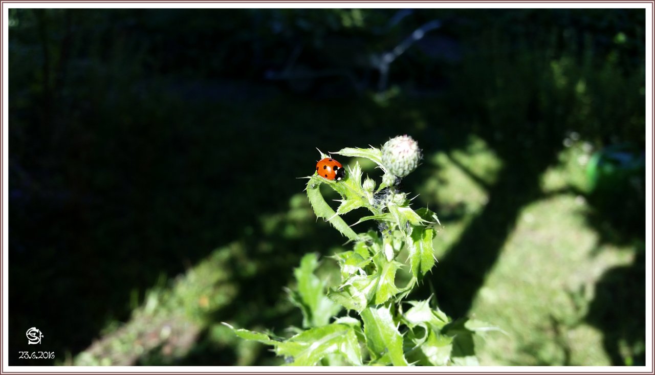 20160623_085627 Rsig Marienkäfer Glückskäfer.jpg