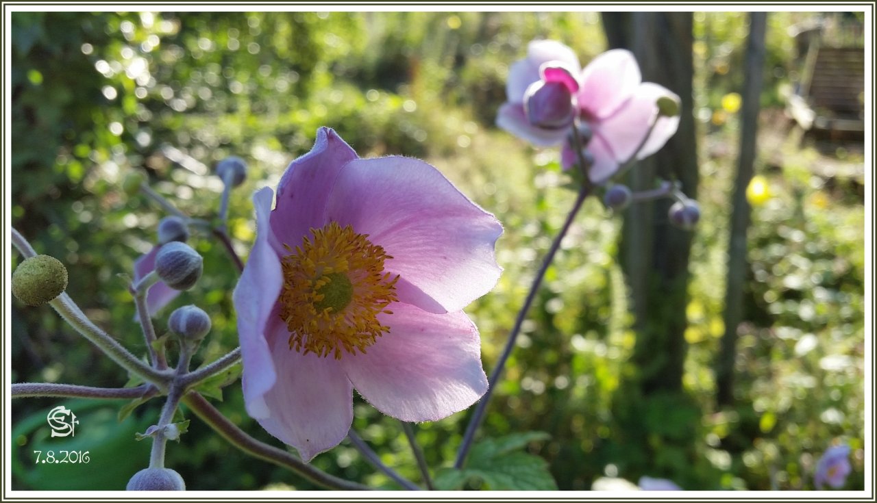 20160807_081152 Rsig Anemone.jpg