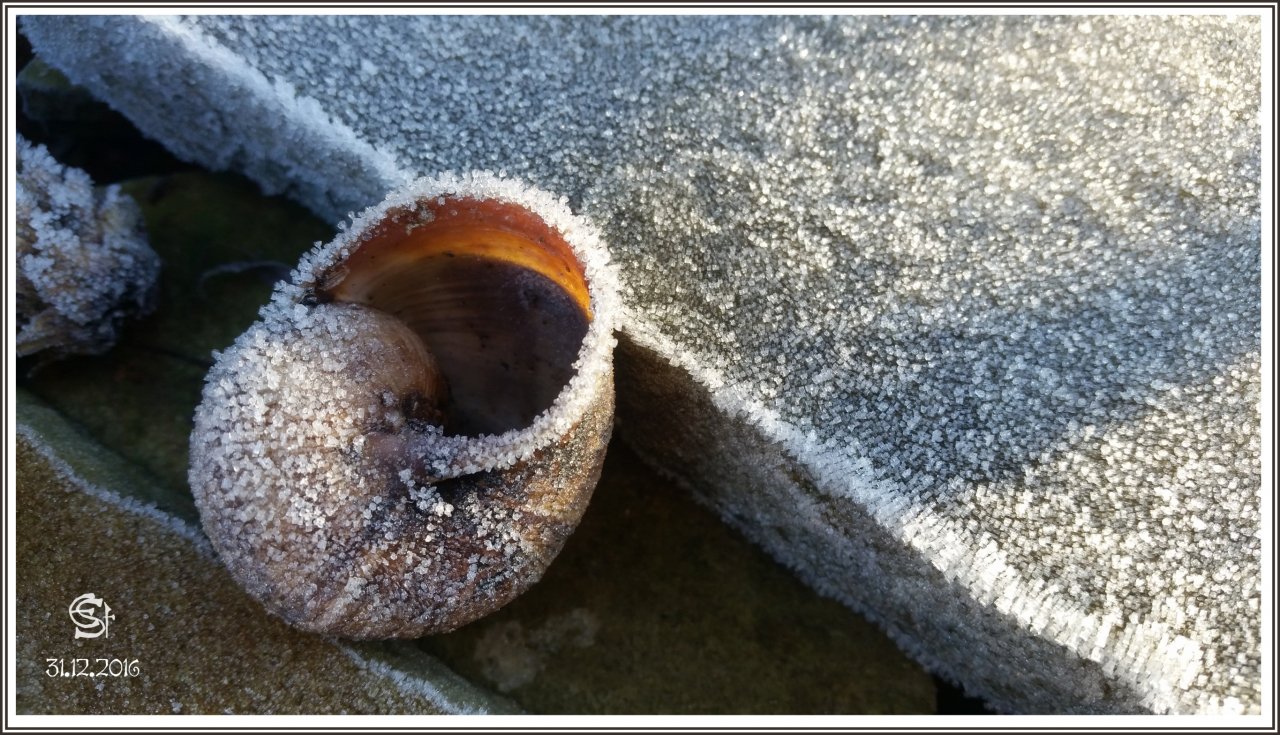 20161231_141449 Rsig Schneckenhaus Reif.jpg