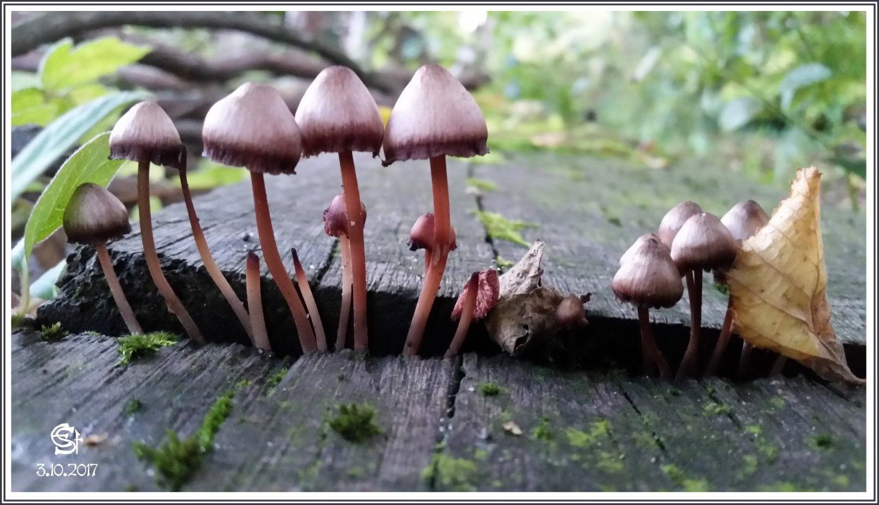 20171003_185435 Rsig Pilze.jpg
