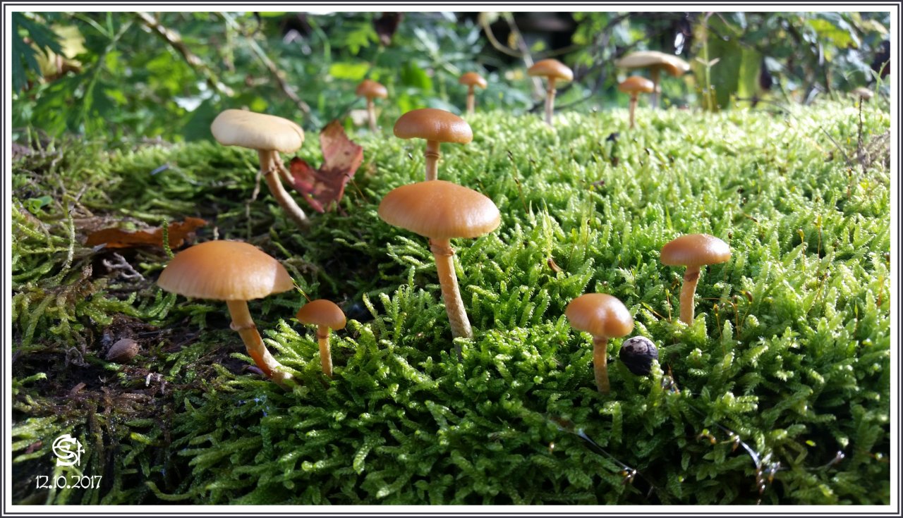 20171012_145747 Rsig Pilze Moos.jpg