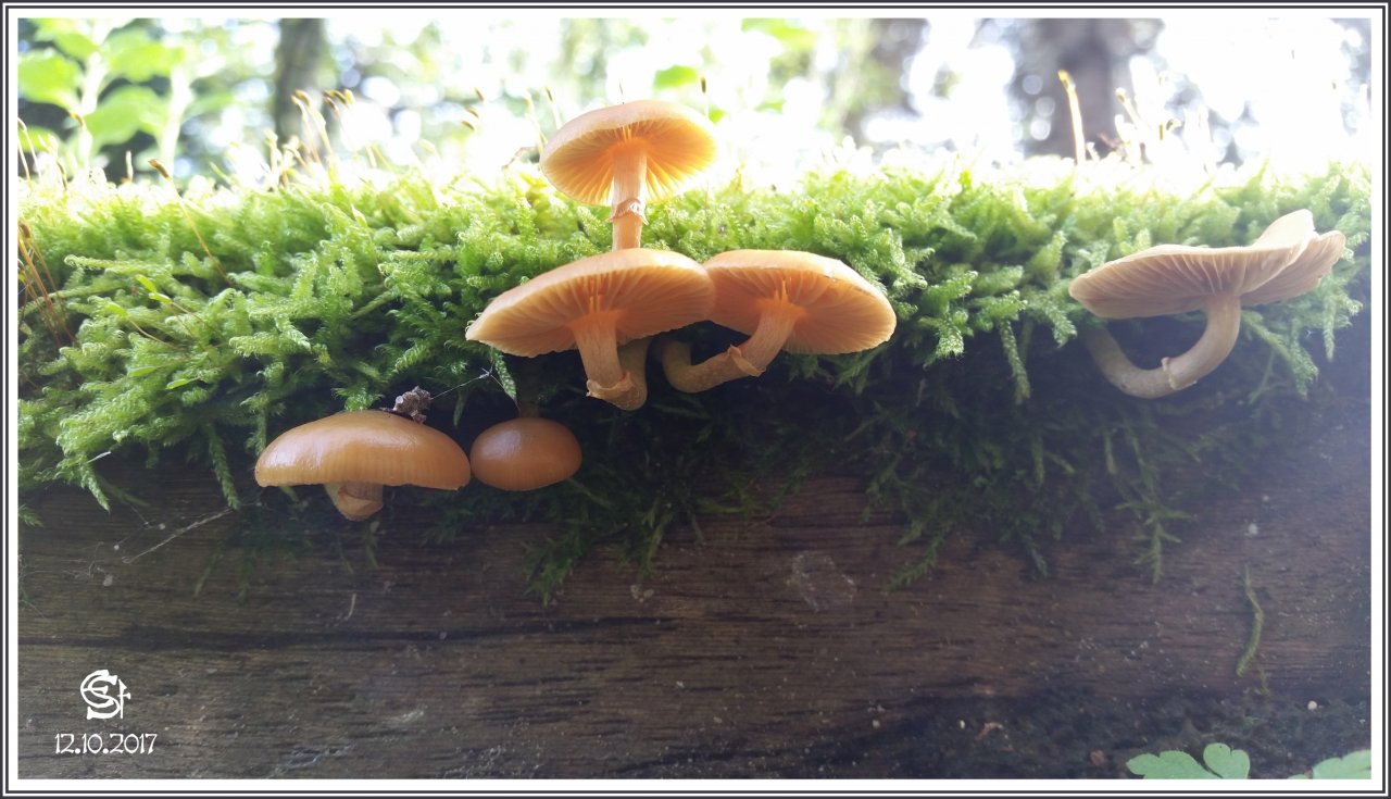 20171012_150015 Rsig Pilze Moos Holzschwellen.jpg