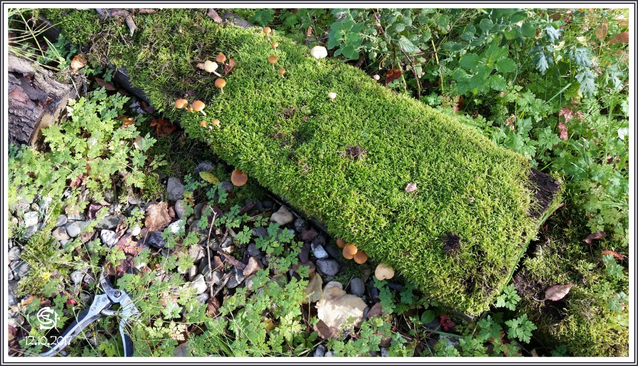 20171012_150125 Rsig Pilze Moos Holzbohle.jpg
