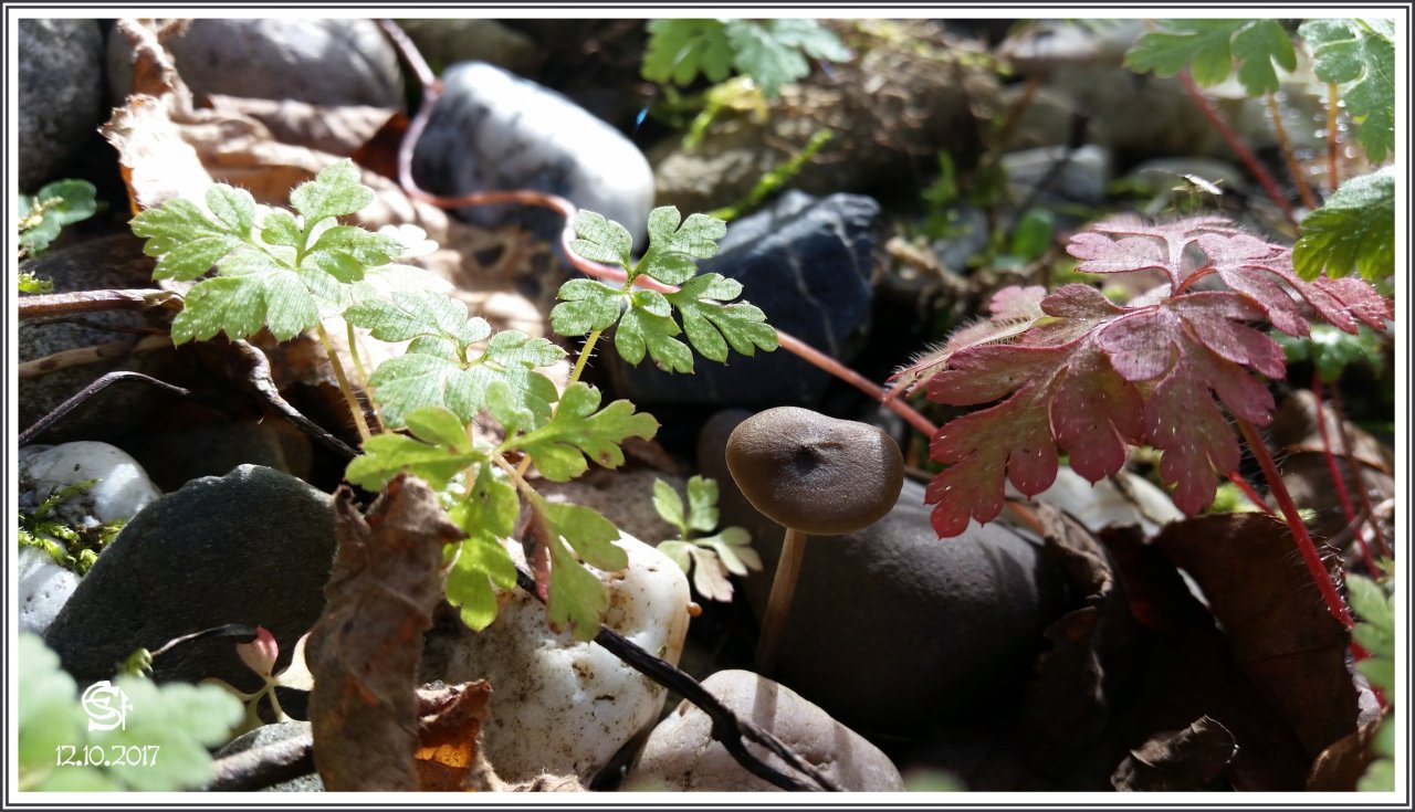 20171012_150845 Rsig Pilz Storchenschnabel Kies.jpg