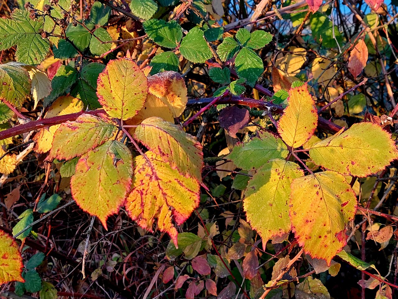 20231123_080242.jpg