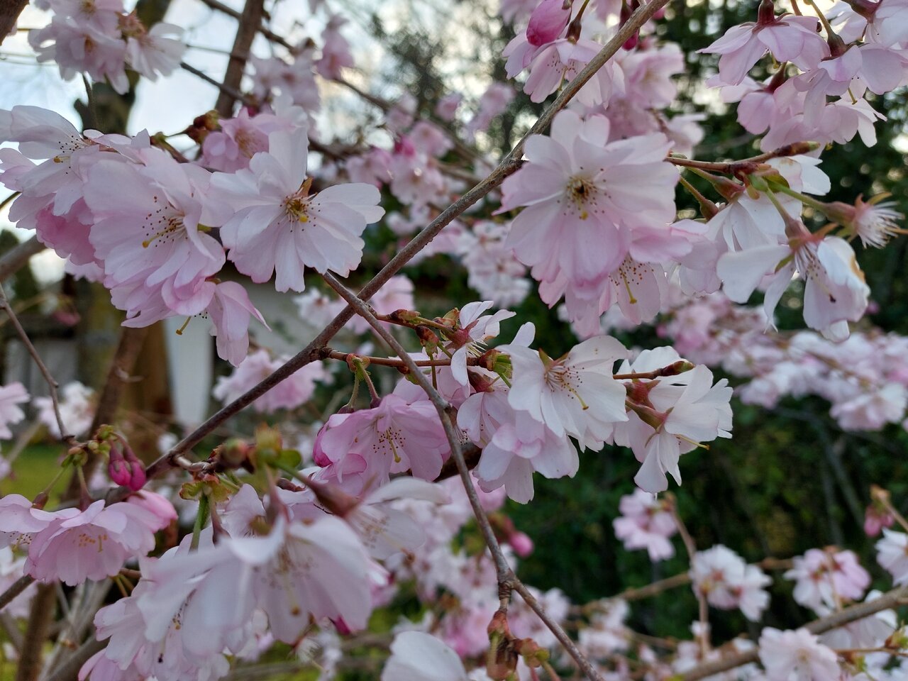 20240308_075830.jpg