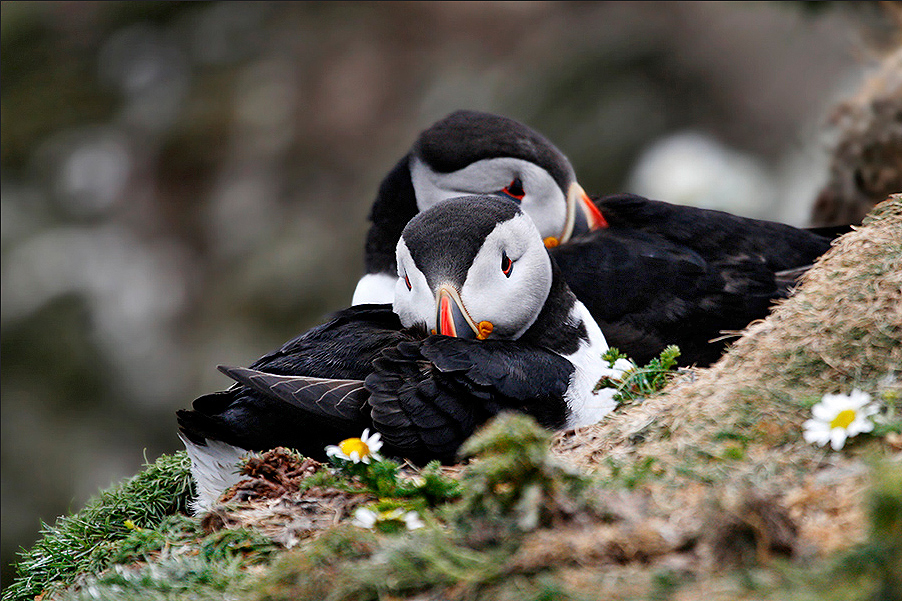 2025-05-27-Puffins-Pause.jpg