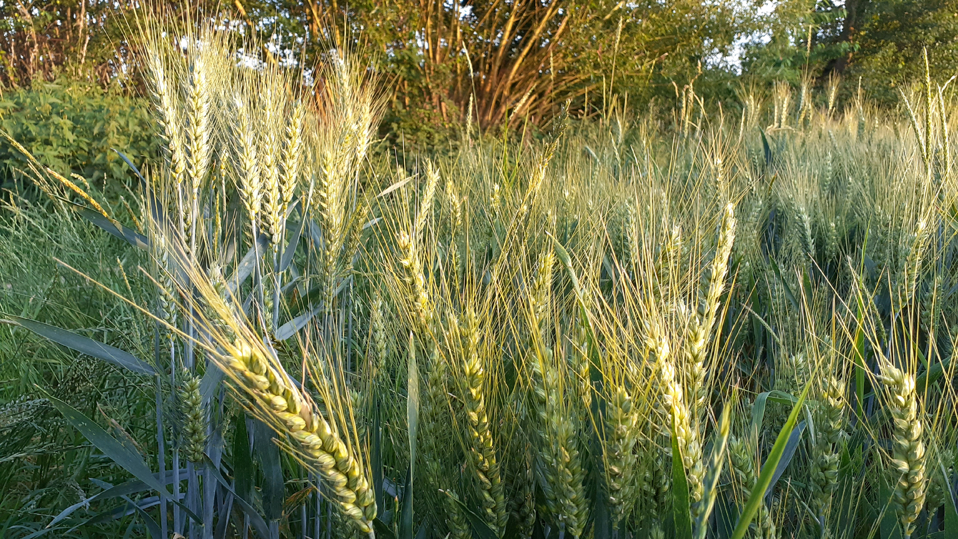 20250620_205330_1920x1080.jpg
