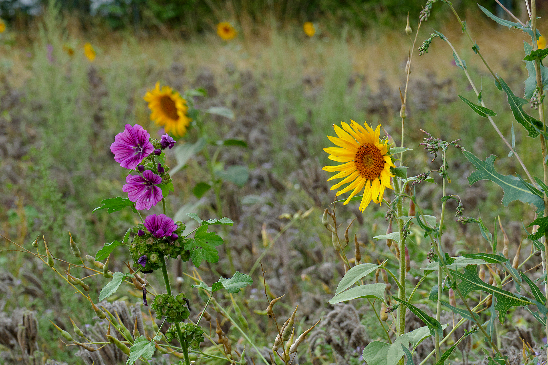 20250727_182719_1920x1280.jpg
