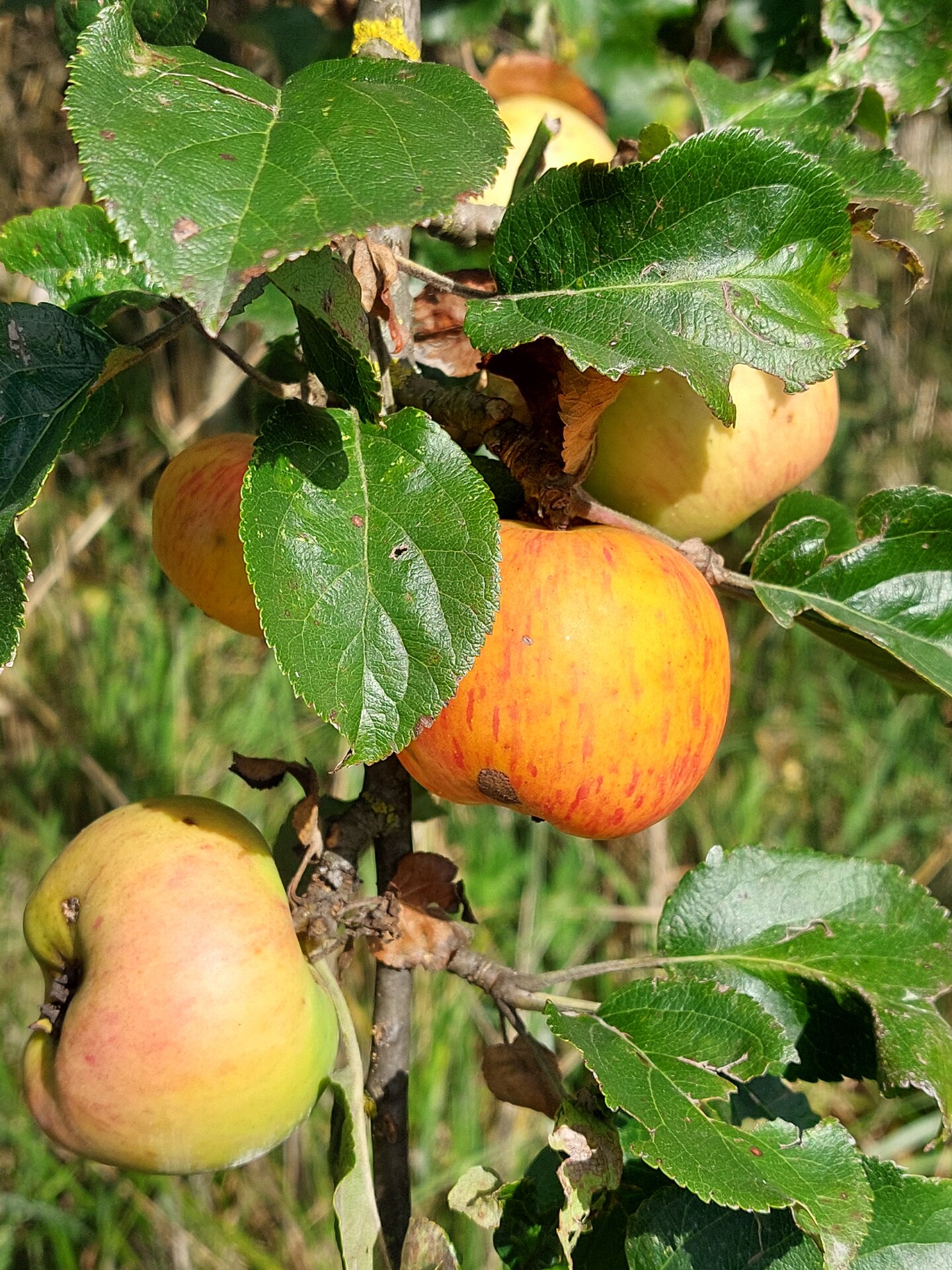 20250822_165305.jpg