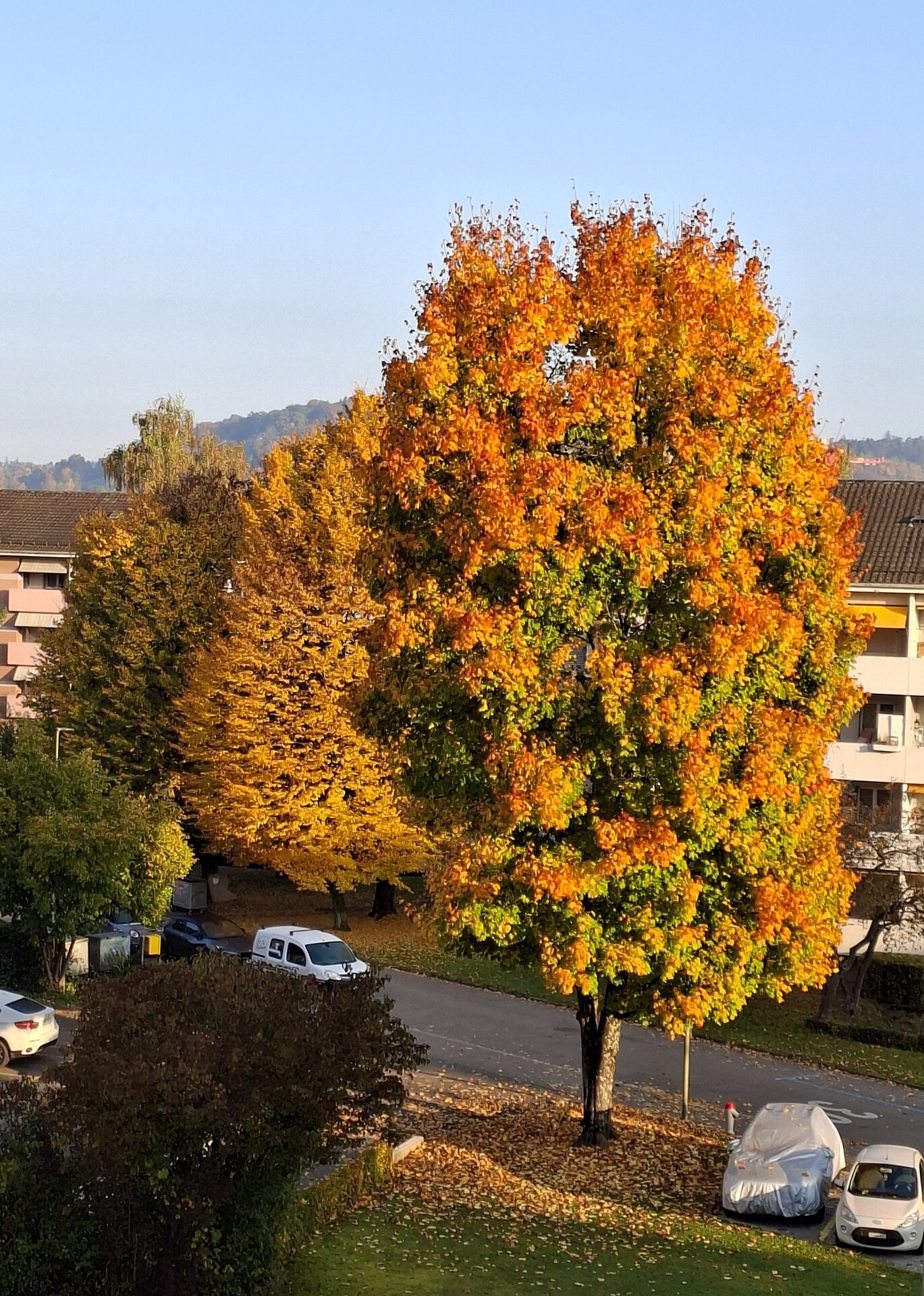 20251018_090104.jpg