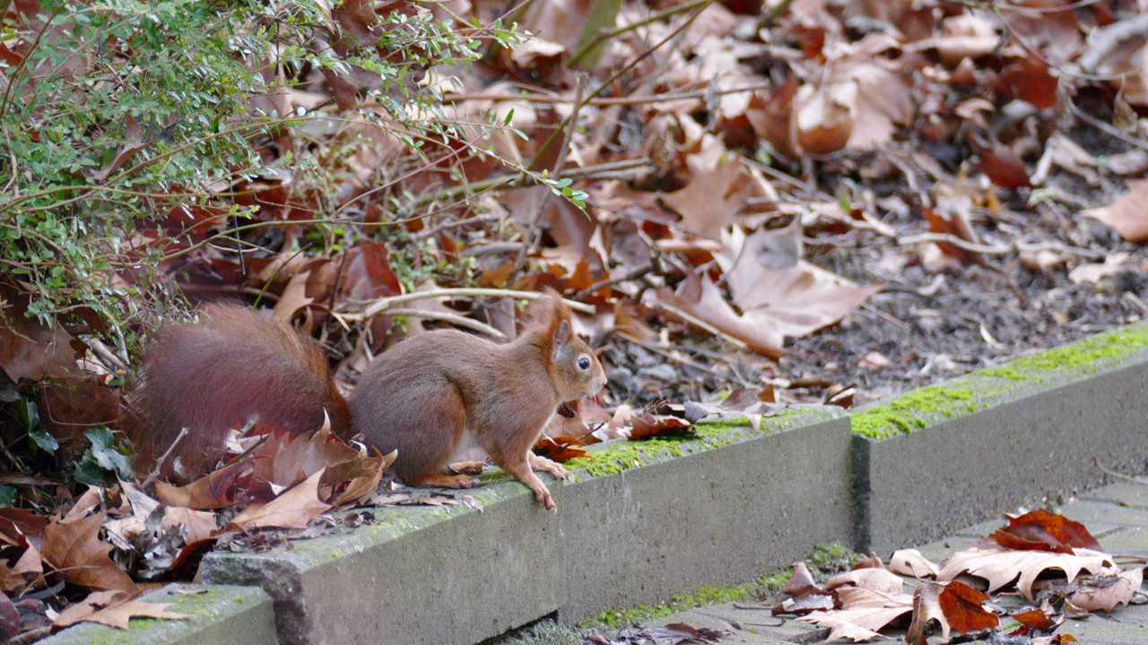 210113_5775_1280x720.jpg