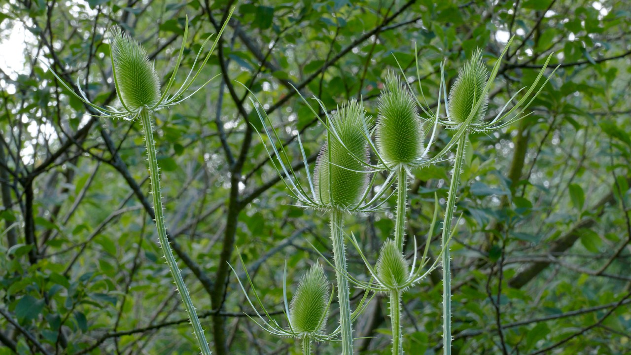 210702_0919_1280x720.jpg