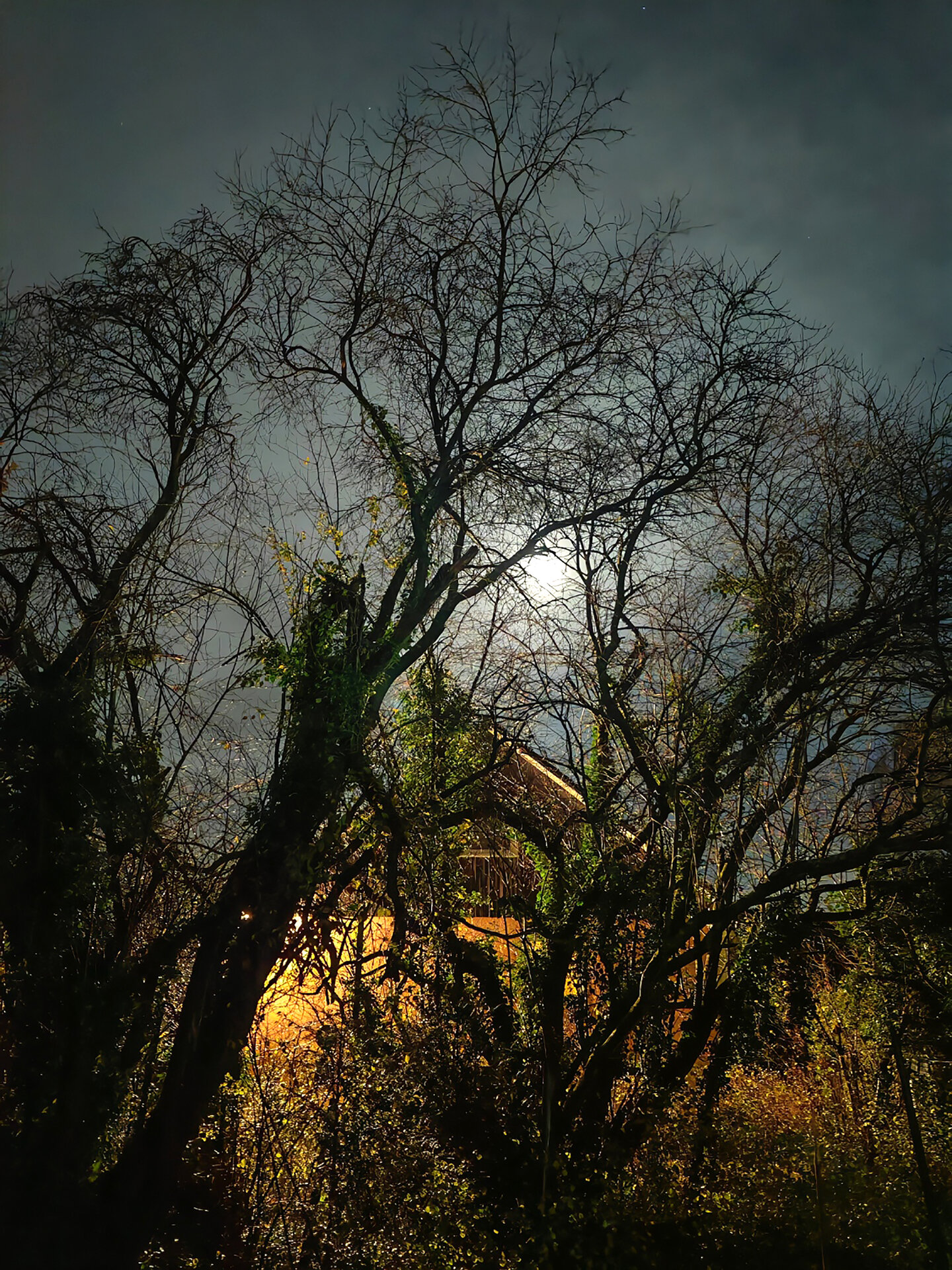 24.11.2023, my garden, Foto ©Wolfgang Kahle.jpg