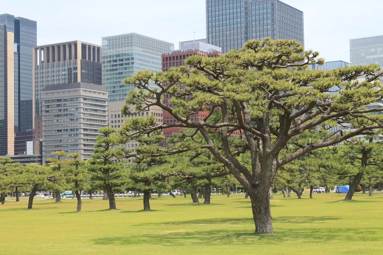 259.webp