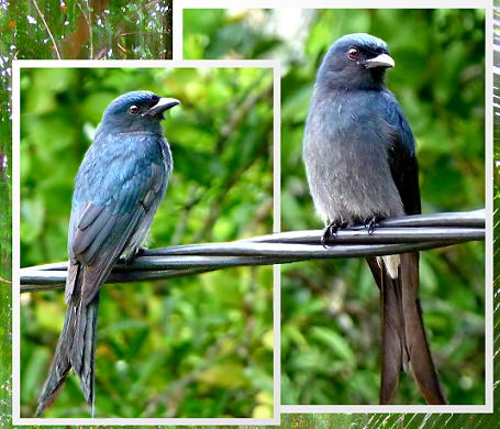 2birds.jpg