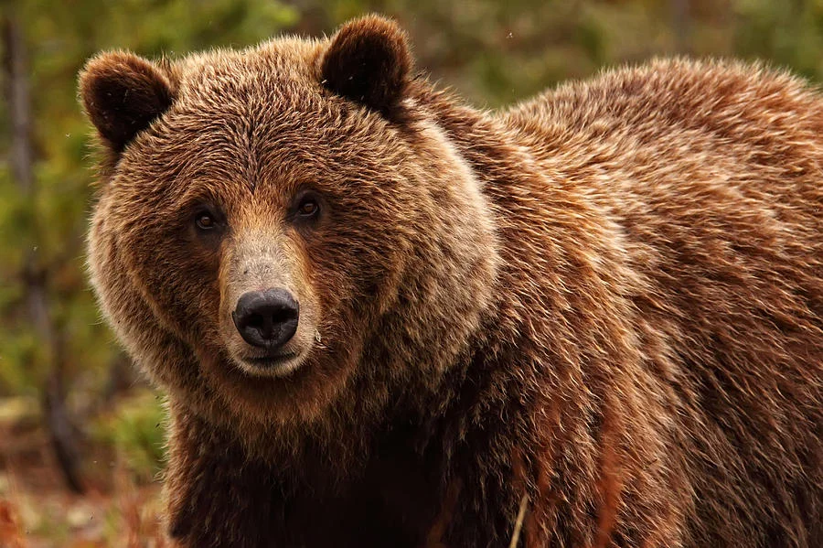 933373-grizzly-bear.webp