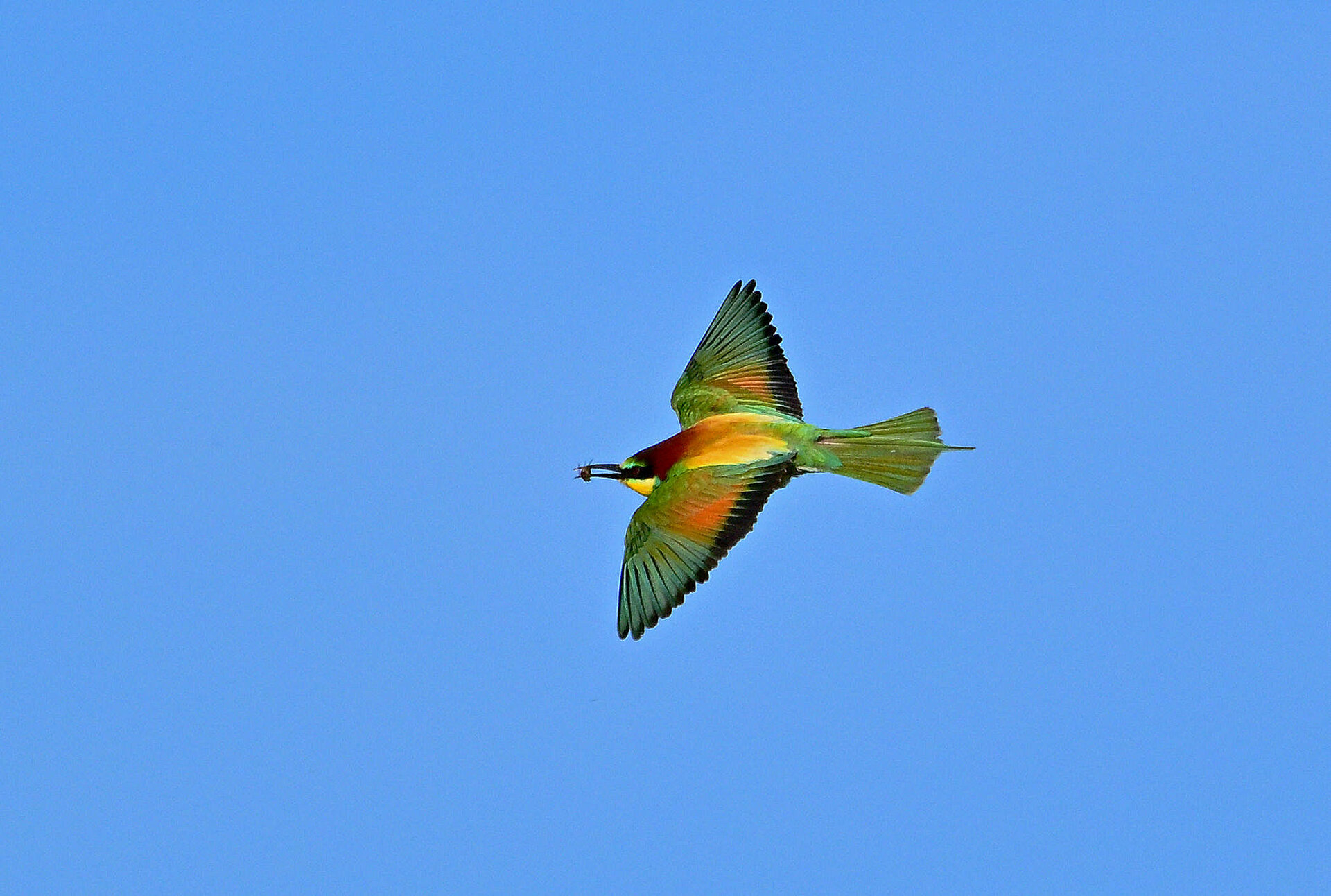 _1bienenflug21.JPG