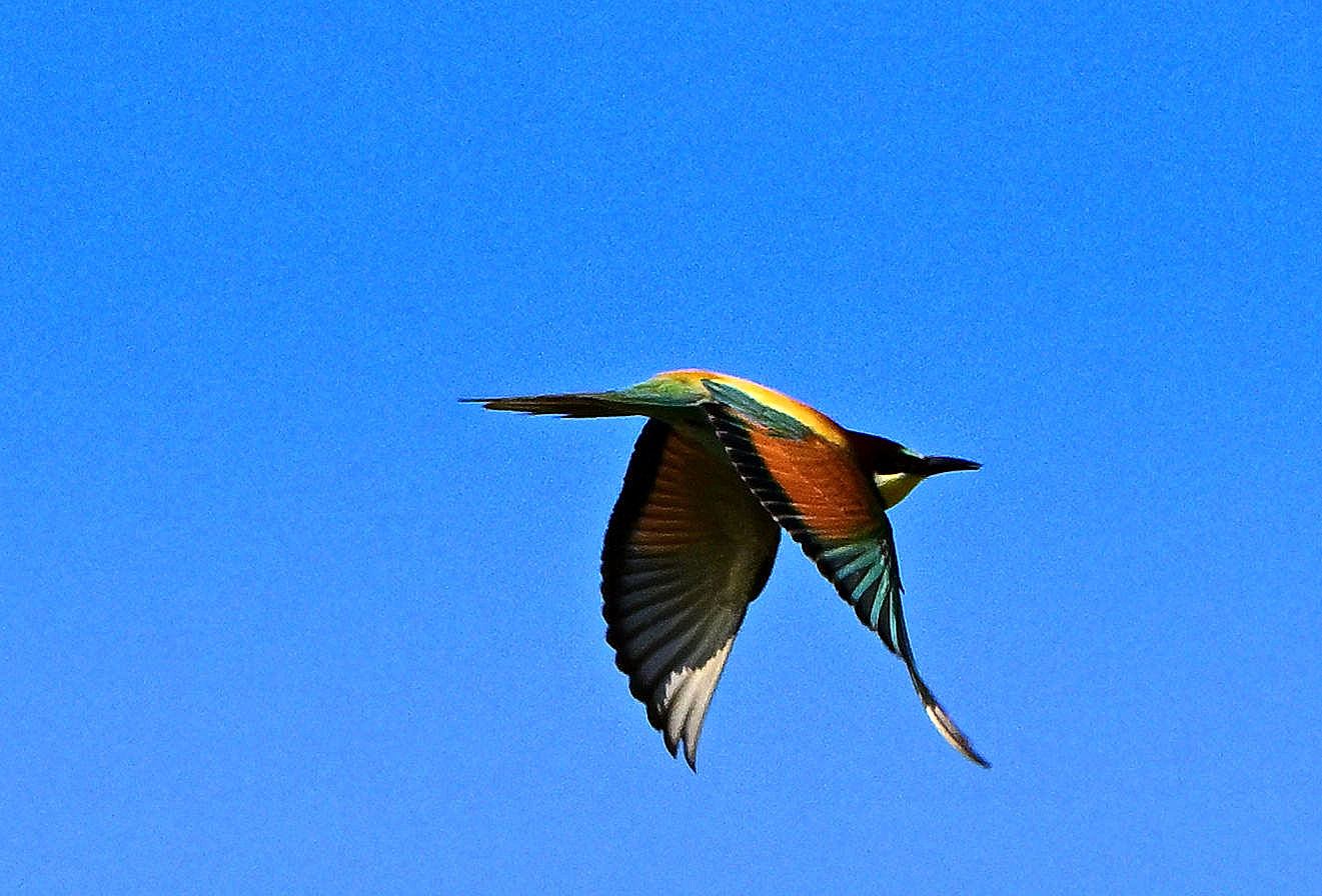_1bienenflug5.JPG