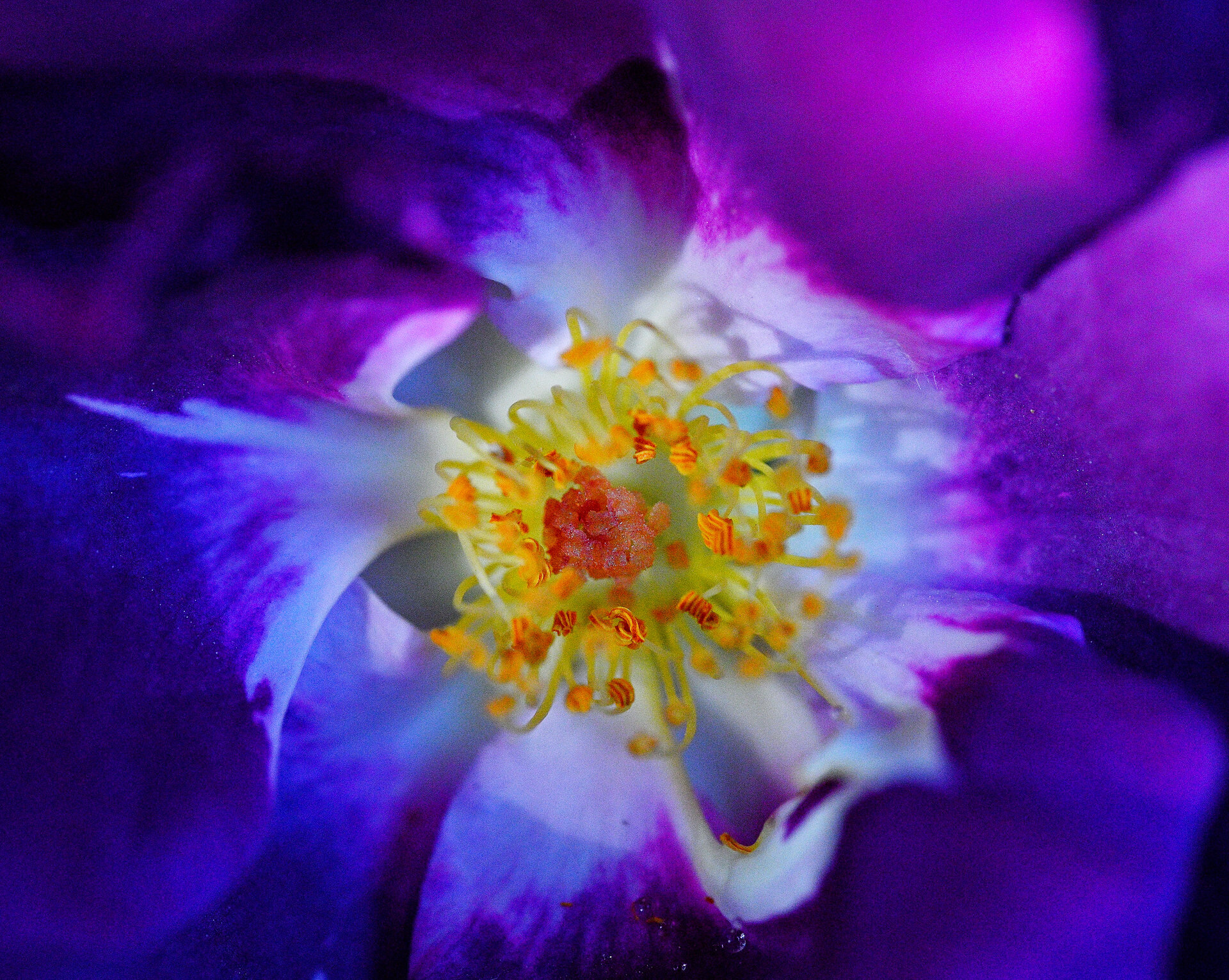 _1blaue rose.JPG