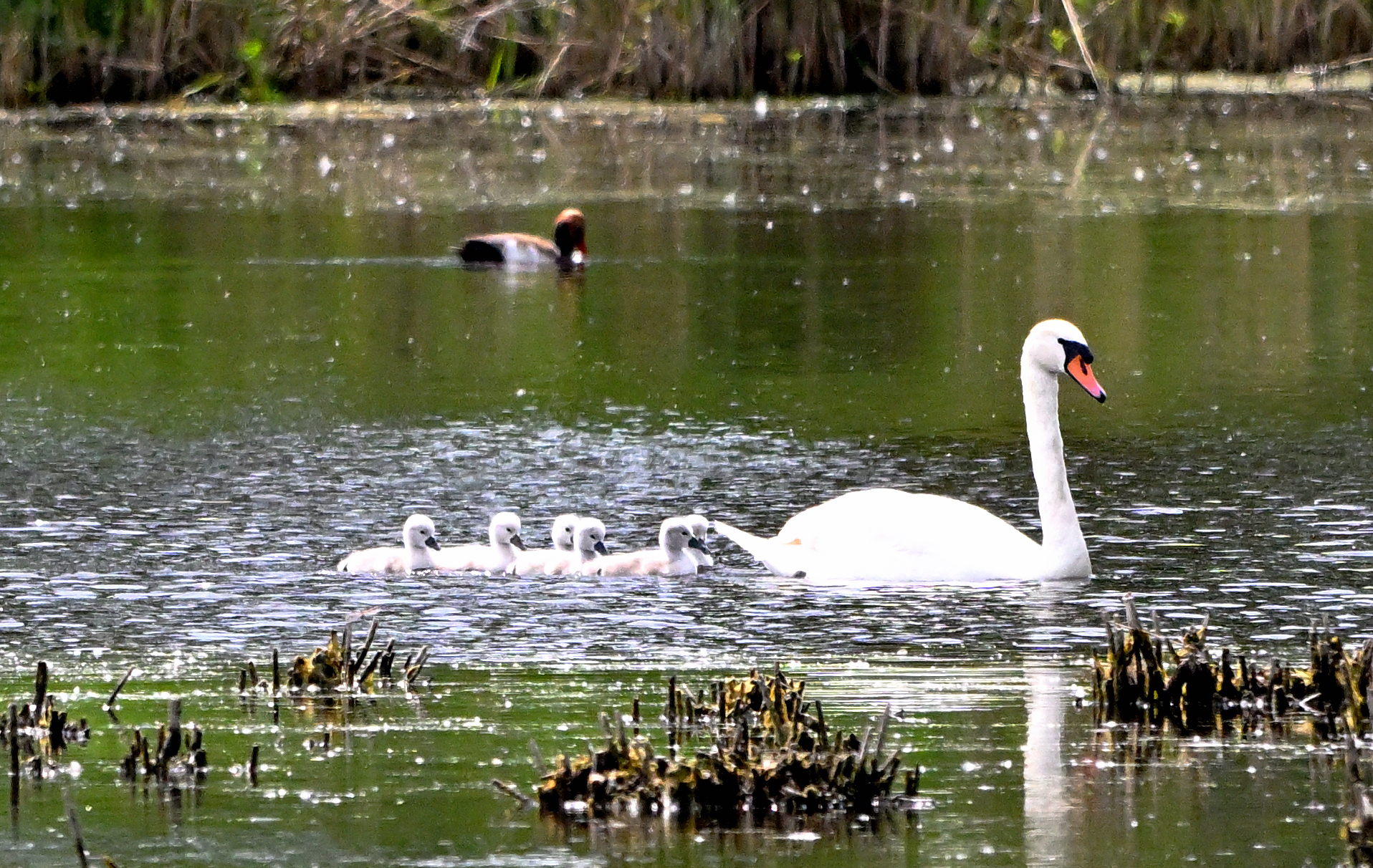 _1fam. schwan.JPG