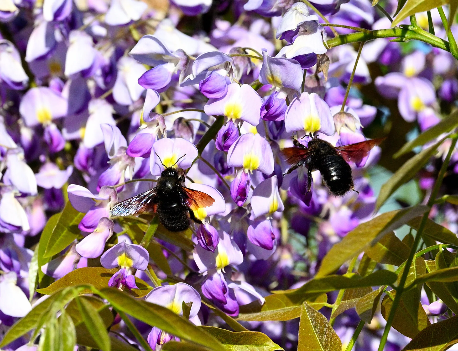 _1holzbiene 02.webp