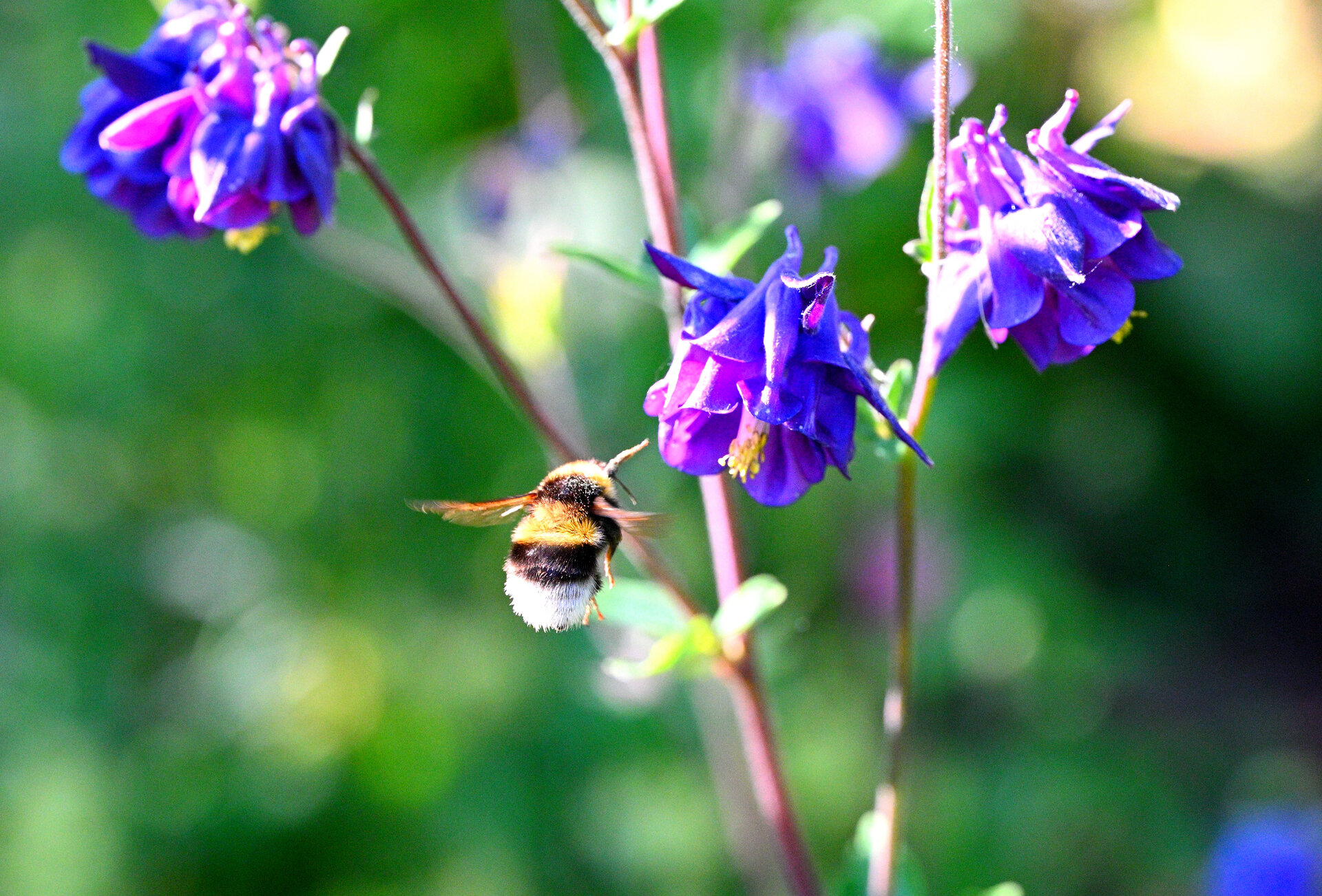 _1hummel.JPG