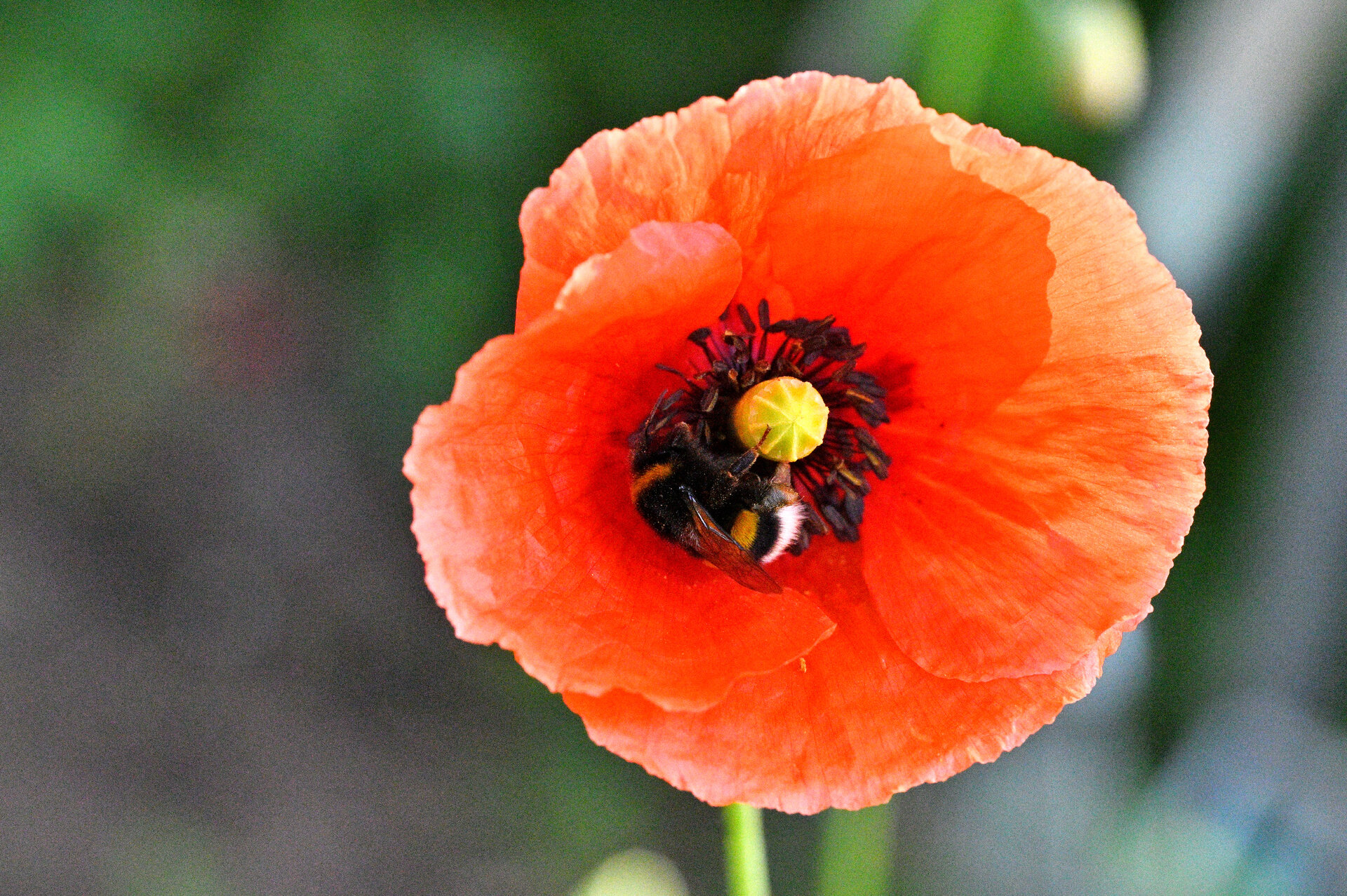 _1hummelmohn.JPG