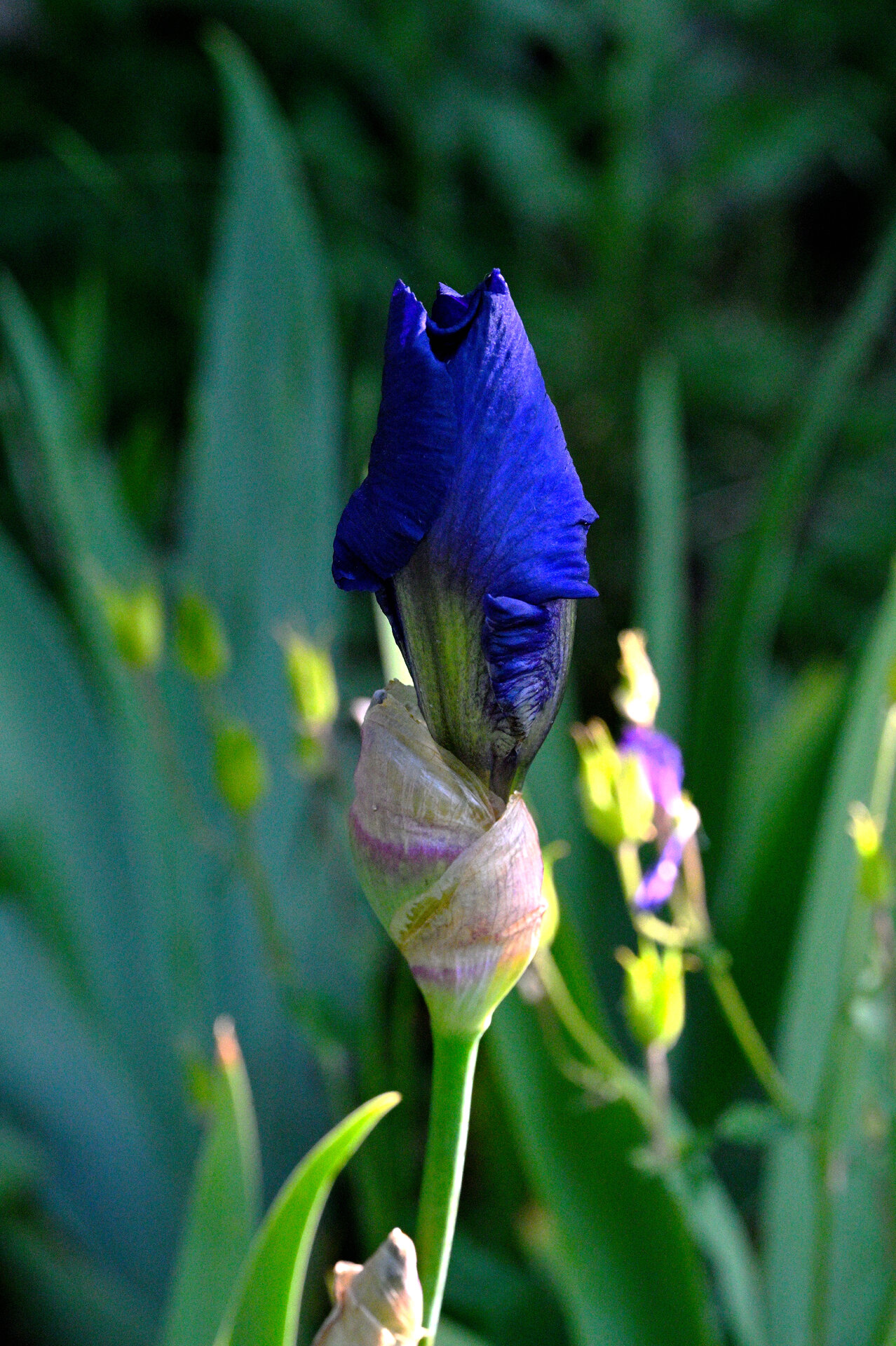 _1iris.JPG