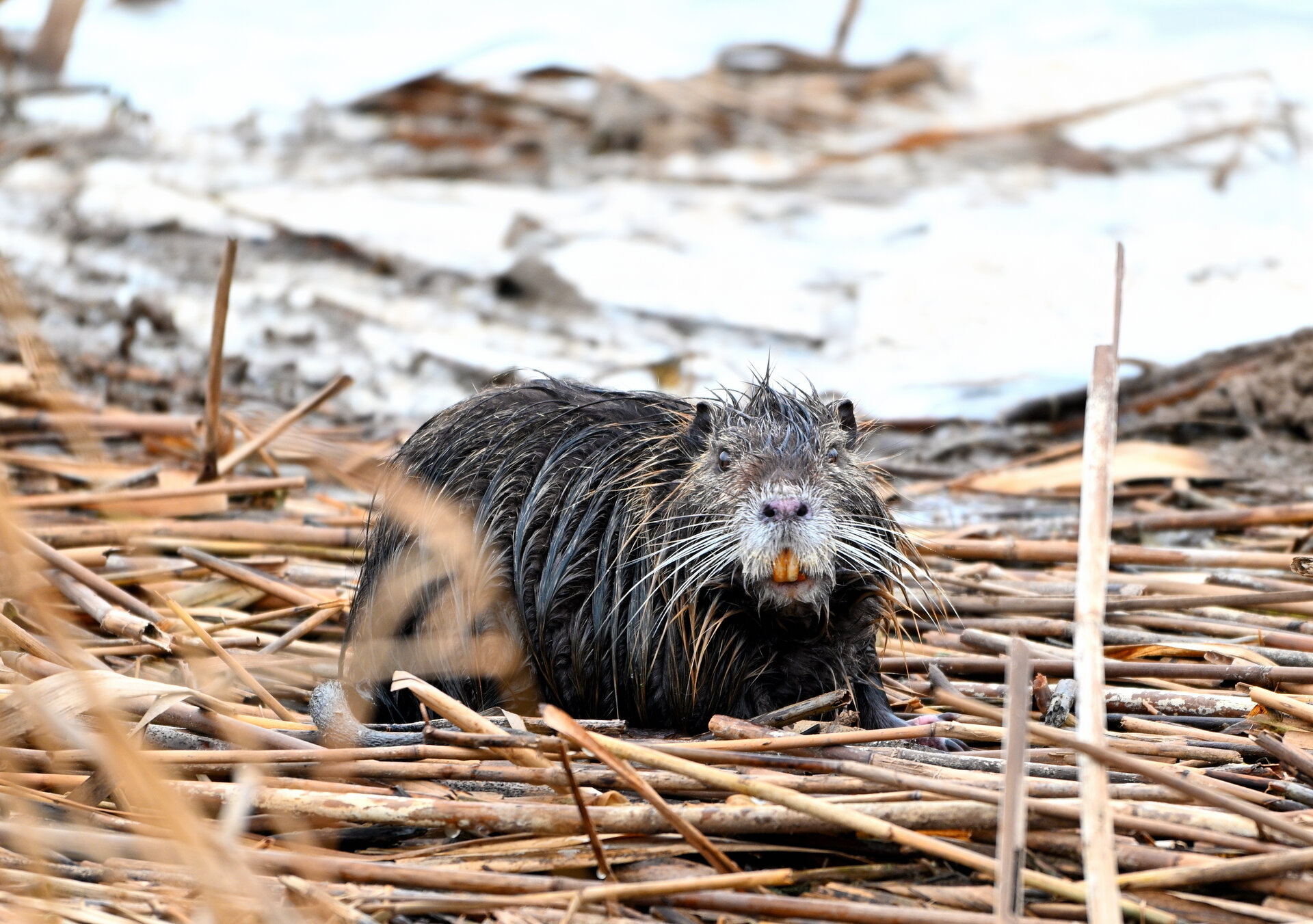 _1nutria2.JPG