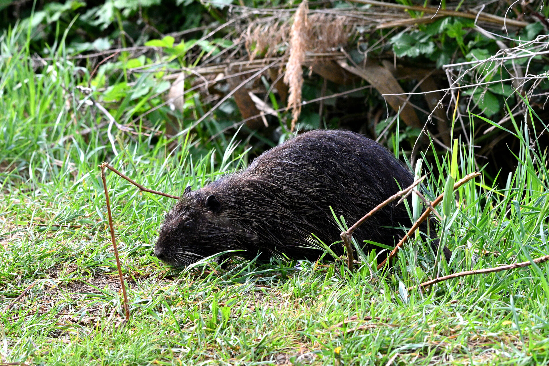 _1nutria3.JPG