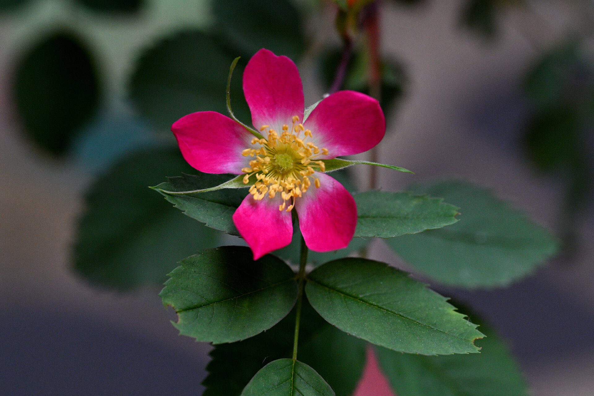 _1rose.JPG