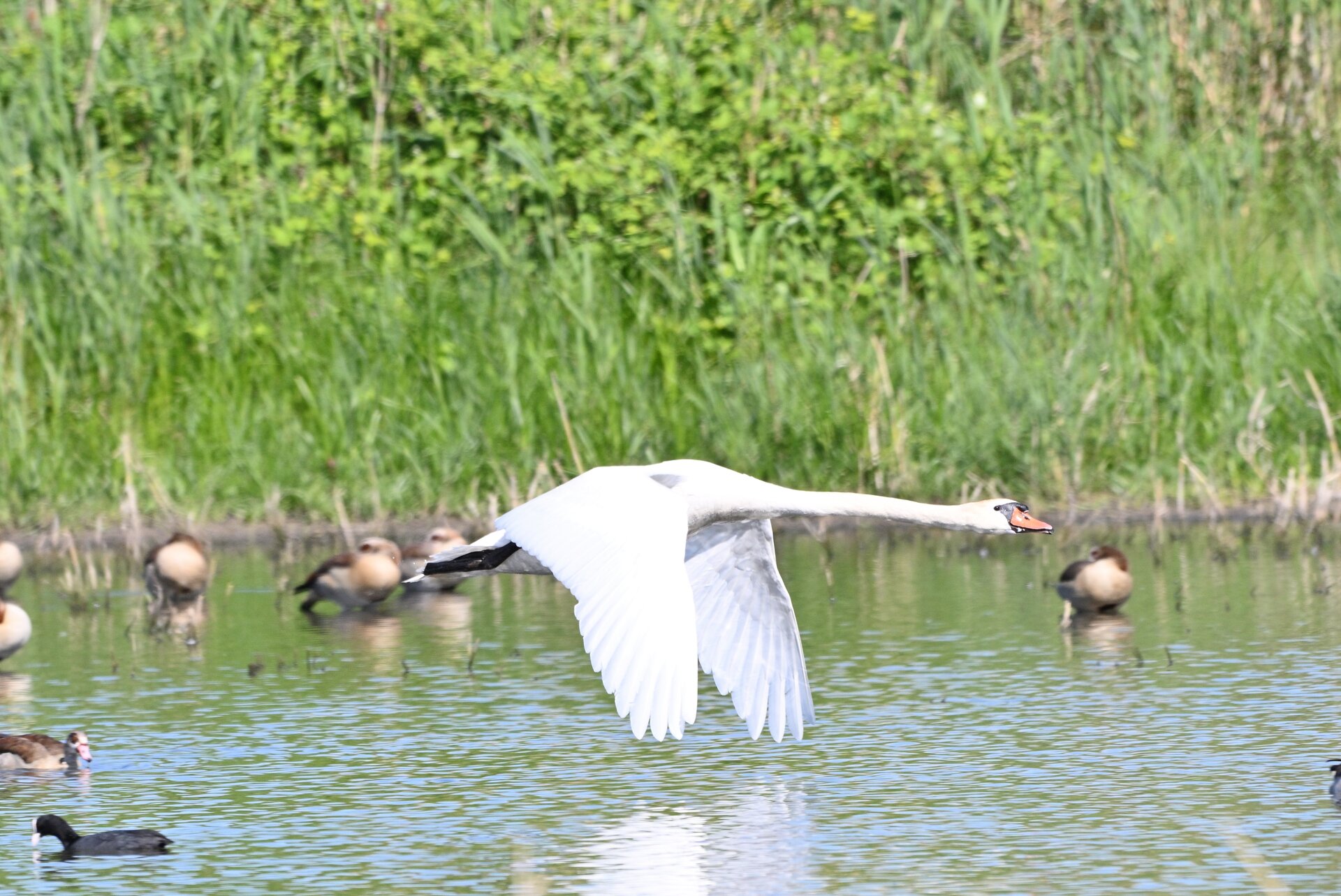 _1schwan1.JPG