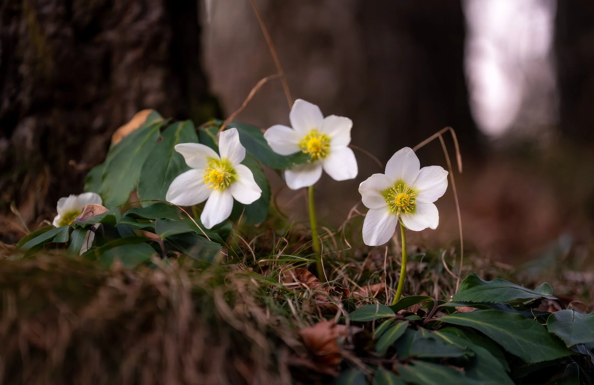 _DSC1004.webp