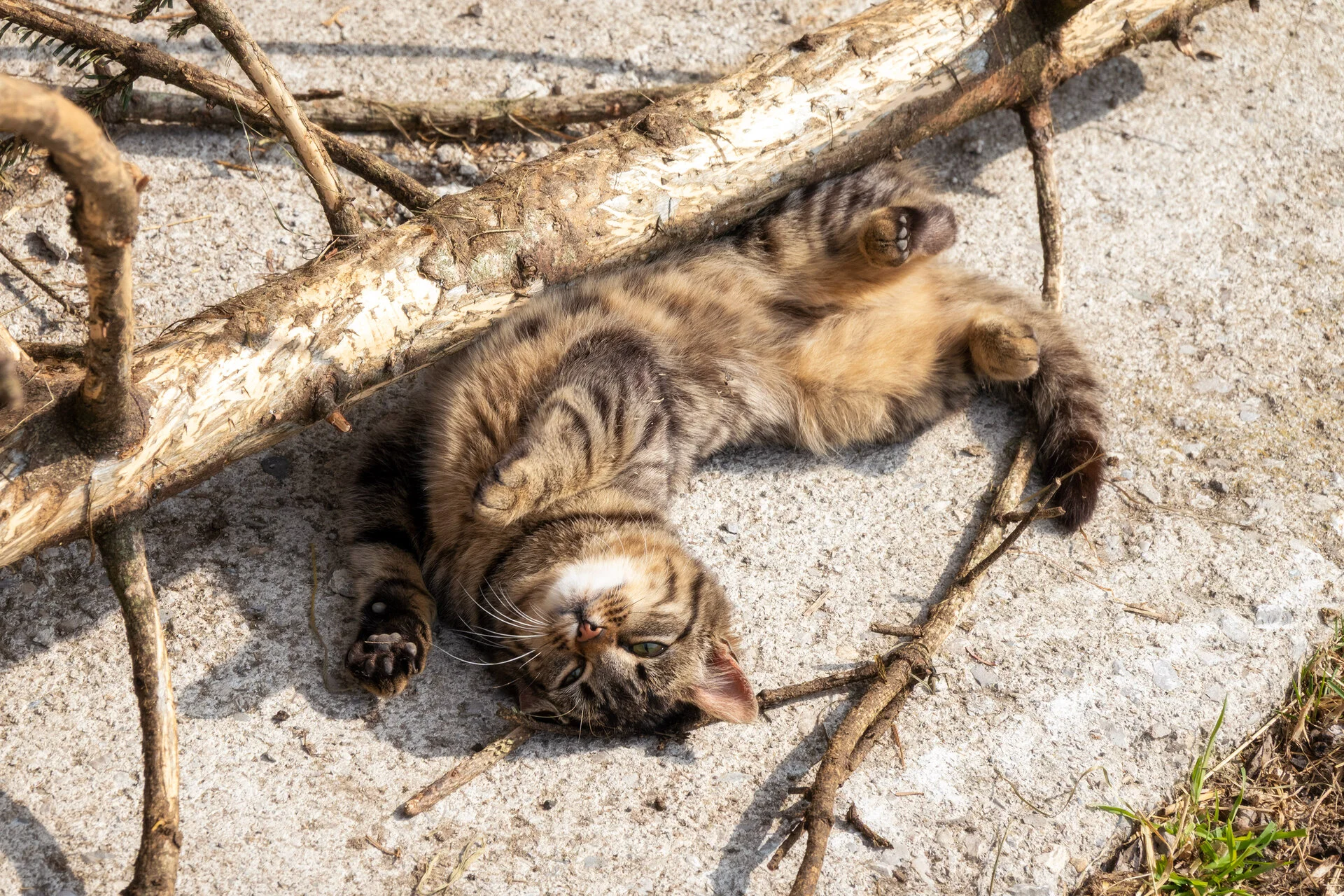 _DSC2373.webp