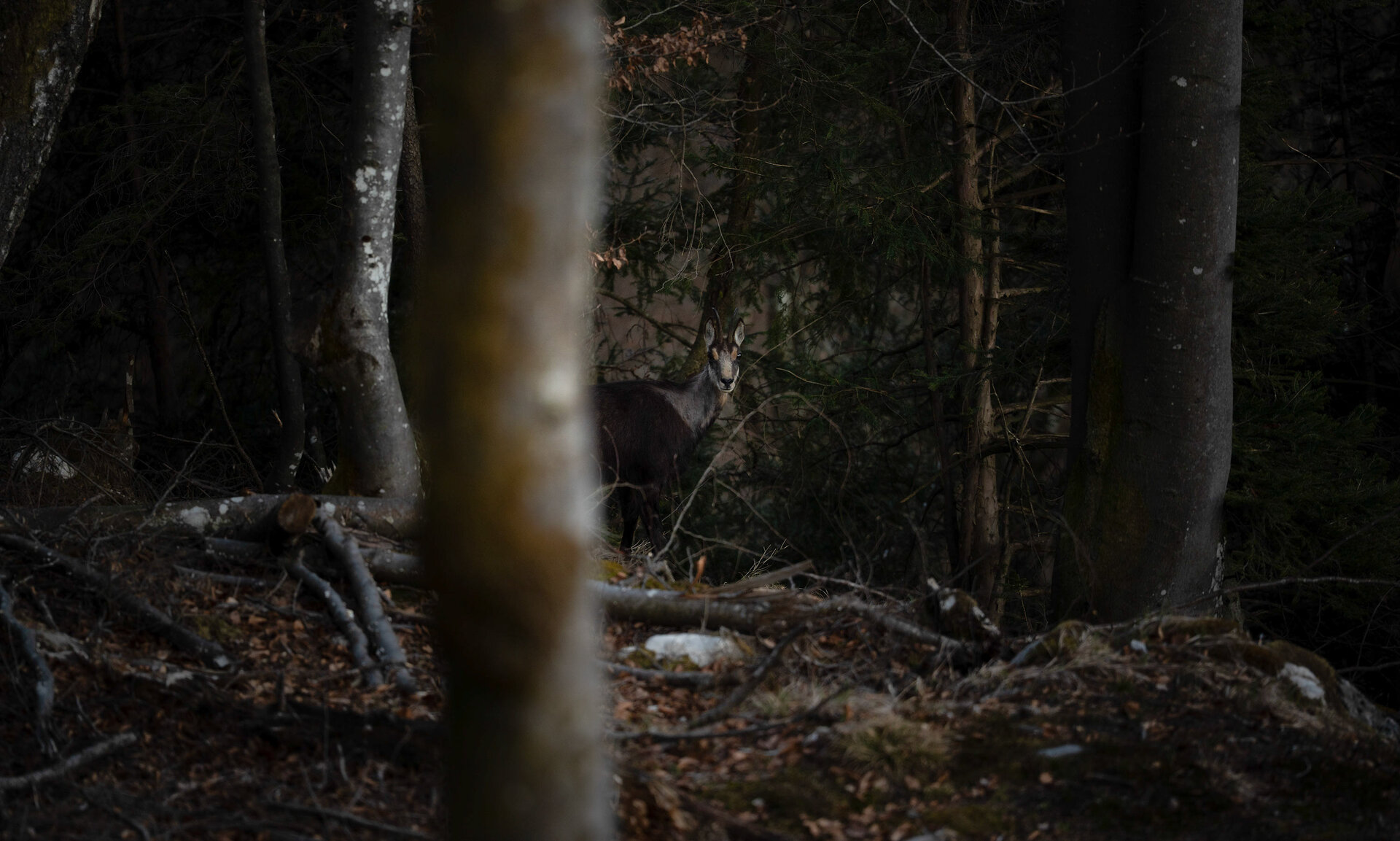 _DSC3089.jpg
