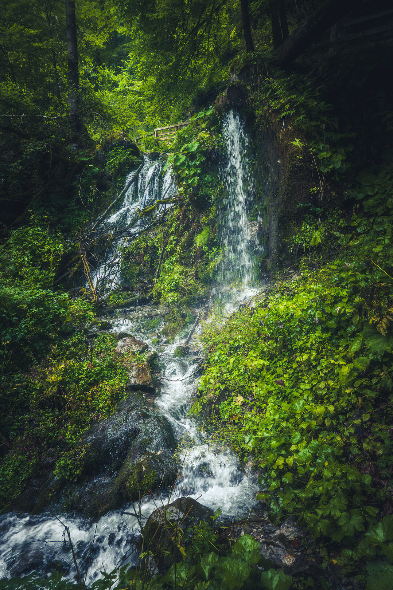 _DSC3319-(Kopie)-(Kopie).jpg
