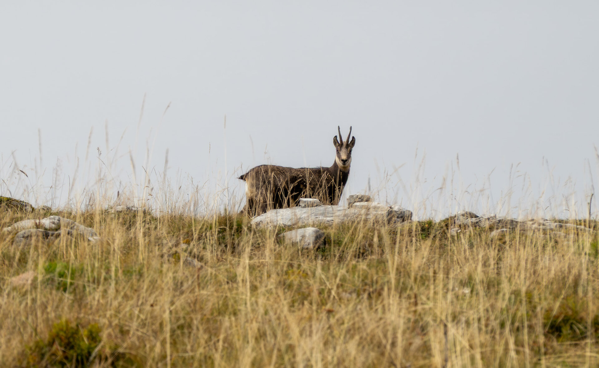 _DSC5270.jpg