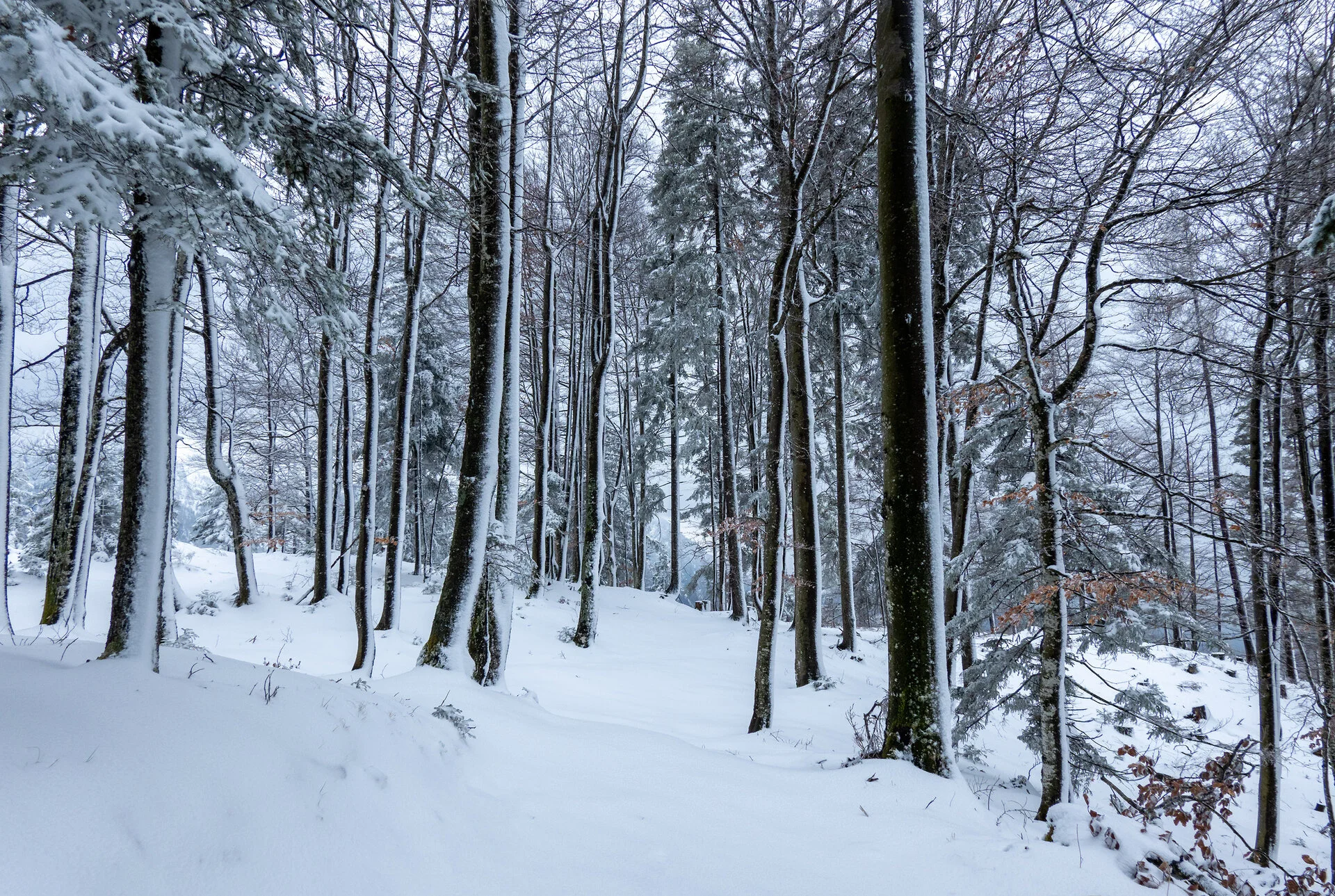 _DSC6605.webp