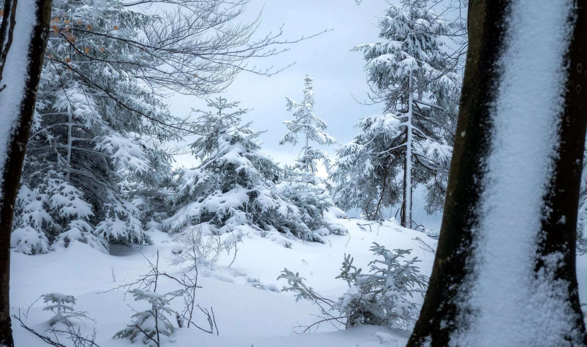 _DSC6608.webp